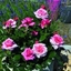 Picture of Rosa Timeless Pink ('Noa1811108') (PBR)