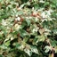 Picture of Ampelopsis brevipedunculata Elegans