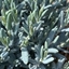 Picture of Andromeda polifolia Blue Lagoon