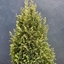 Picture of Chamaecyparis lawsoniana Snow White