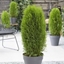 Picture of Thuja occidentalis Totem Smaragd ('Thucavlo') (PBR)