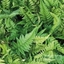 Picture of Polystichum tsussimense
