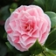 Picture of Camellia japonica Bonomiana