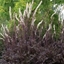 Picture of Actaea simplex (Atropurpurea Group) Black Negligee
