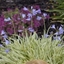 Picture of Agapanthus Golden Drop (PBR)