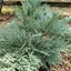 Picture of Chamaecyparis lawsoniana Pembury Blue