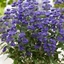 Picture of Caryopteris × clandonensis Grand Bleu ('Inoveris') (PBR)
