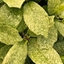 Picture of Aucuba japonica Pepperspot (PBR)