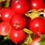 Picture of Vaccinium vitis-idaea Fireballs ('Lirome') (PBR)