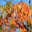 Picture of Rhus typhina Dissecta