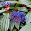 Picture of Viburnum davidii
