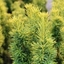 Picture of Taxus baccata David