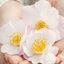 Picture of Camellia japonica Winter Perfume Pearl (PBR)