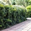 Picture of Taxus baccata Repandens