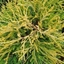Picture of Chamaecyparis pisifera Sungold