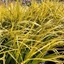 Picture of Acorus gramineus Golden Delight