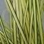 Picture of Carex brunnea Jenneke