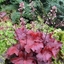 Picture of Heuchera Fire Alarm (PBR)