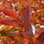 Picture of Weigela florida Wings of Fire (PBR)