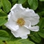 Picture of Rosa rugosa Alba