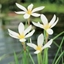 Picture of Zephyranthes candida