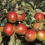 Picture of apple Red Falstaff (PBR)