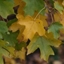 Picture of Acer campestre