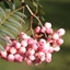 Picture of Sorbus vilmorinii