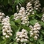 Picture of Aesculus hippocastanum