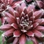 Picture of Sempervivum (Chick Charms®) Cosmic Candy