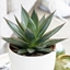 Picture of Agave Shaka Zulu