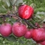 Picture of apple Tickled Pink ('Baya Marisa') (PBR)