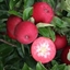 Picture of apple Rossete