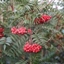 Picture of Sorbus Eastern Promise