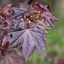Picture of Acer platanoides Crimson King