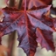 Picture of Acer platanoides Crimson Sentry