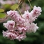 Picture of Prunus Kiku-shidare-zakura