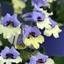 Picture of Streptocarpus Harlequin Blue (PBR)