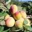 Picture of plum Aprimira (miracot)