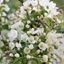 Picture of Malus brevipes Wedding Bouquet