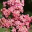 Picture of Crataegus laevigata Rosea Flore Pleno