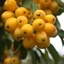Picture of Malus × zumi Golden Hornet