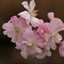 Picture of Prunus × subhirtella Autumnalis Rosea