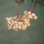 Picture of Sorbus Joseph Rock