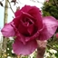 Picture of Magnolia Felix Jury ('Jurmag2') (PBR)