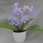 Picture of Streptocarpus Bethan