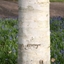 Picture of Betula utilis var. jacquemontii