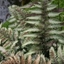 Picture of Athyrium niponicum var. pictum