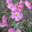 Picture of Cistus × argenteus Silver Pink