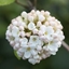 Picture of Viburnum × carlcephalum